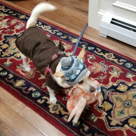 dog-safe-winter